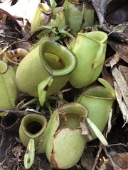 Nepenthes ampullaria