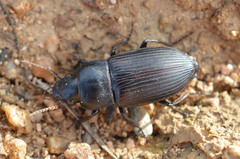 Anisodactylus signatus
