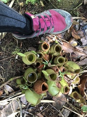 Nepenthes ampullaria