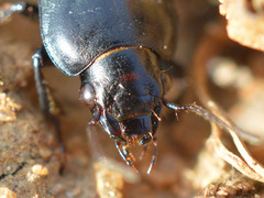Anisodactylus signatus