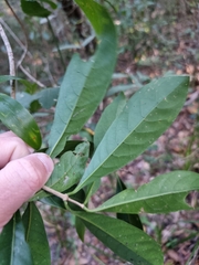 Coelospermum paniculatum