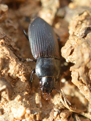 Anisodactylus signatus