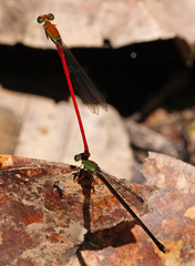 Ceriagrion bellona