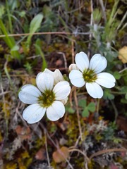 Saxifraga