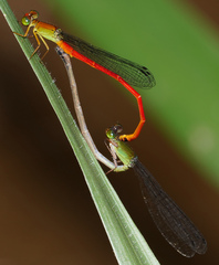 Ceriagrion bellona
