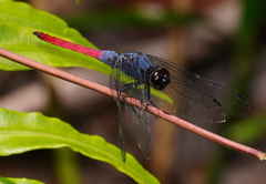 Orthetrum schneideri