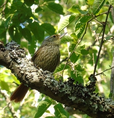 Syndactyla rufosuperciliata