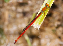Ceriagrion bellona