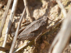 Tetrix tenuicornis