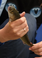 Thymallus brevipinnis