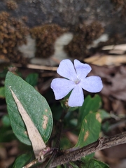 Ruellia prostrata