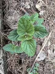 Dracocephalum rupestre