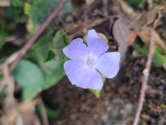 Ruellia prostrata