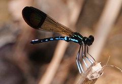 Rhinocypha cucullata