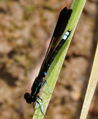 Rhinocypha cucullata