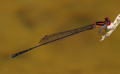 Prodasineura verticalis