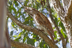 Podargus strigoides strigoides