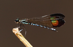 Rhinocypha cucullata