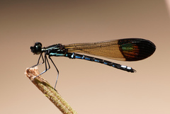Rhinocypha cucullata