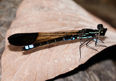 Rhinocypha cucullata