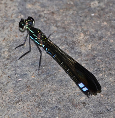 Rhinocypha cucullata