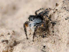 Aelurillus dubatolovi