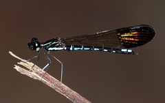 Rhinocypha cucullata