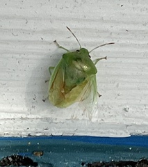 Piezodorus guildinii