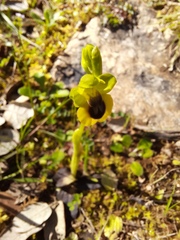 Ophrys lutea