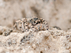 Aelurillus dubatolovi