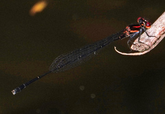 Prodasineura verticalis