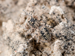 Aelurillus dubatolovi