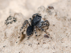 Aelurillus dubatolovi