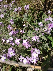 Matthiola tricuspidata