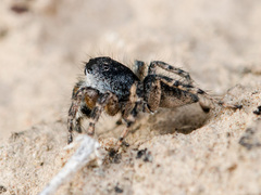 Aelurillus dubatolovi