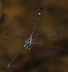 Orientogomphus