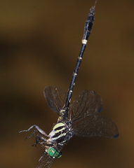 Orientogomphus