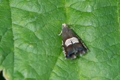 Grapholita compositella