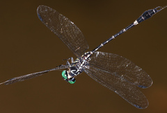 Orientogomphus