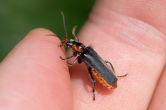 Cantharis fusca