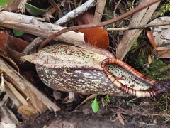 Nepenthes rafflesiana