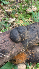 Daldinia concentrica