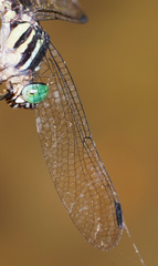 Orientogomphus