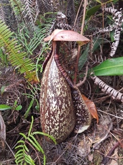 Nepenthes rafflesiana