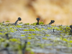 Chaenothecopsis debilis