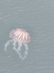 Chrysaora plocamia