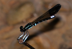 Rhinocypha cucullata