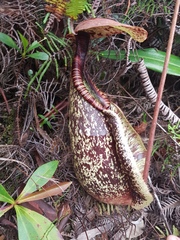 Nepenthes rafflesiana