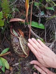 Nepenthes rafflesiana
