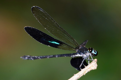 Euphaea subcostalis